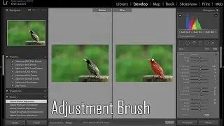 Adobe Lightroom Tips & Tricks - Adjustment Brush (English Subtitles)