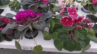 Осенняя ярмарка садоводов в г. Южноуральске! Сентябрь 2020 .