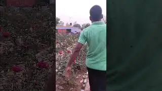 naiyo lageda #shorts #shortvideos #youtubeshorts @flowergardenandnursery25011995