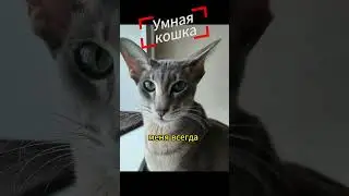 Clever cat full | Умная кошка (полная версия)