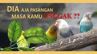 FAKTA UNIK MENGENAI LOVE BIRD