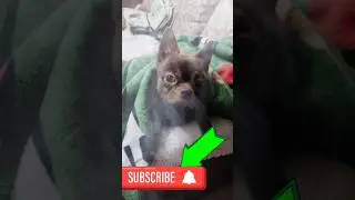 #shortvideo