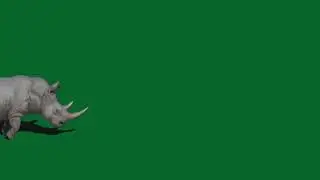 Animal Green Screen effects