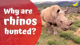 Why are Rhinos hunted🦏? | Curious Questions