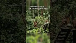 Реабилитационный центр орангутанов на острове Борнео #малайзия #животные