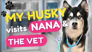 My Husky LOVES visiting his Nana but HATED going to the vets! Weekend Vlog