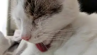 Watching cats is so relaxing and satysfaing