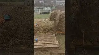 бродяга-красавчик