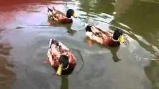 Гуси гуси Га-Га-Га . Есть хотите? Да-да-да
