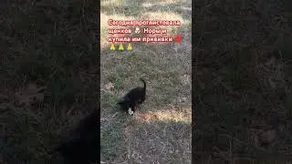 Щенки 🐶 Норы уже хорошо подросли👍❤🙏 #рекомендации #shorfs #гулькевичи