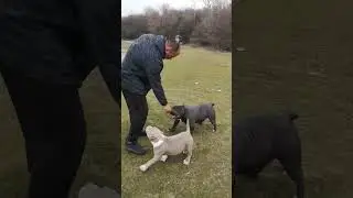 champions bigdogs R. KENNEL. i love american bully pocket
