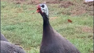 Male Guinea FowlSounds — Guinea Fowl Sound the Alarm