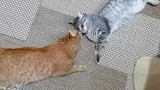 Зверьё моё!