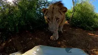 VR Lion 360 Wildlife Safari trip - Photos of Africa @livestreamnature @PhotosofAfrica @360ImageFilm.