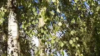 Берёзы на ветру. Футаж