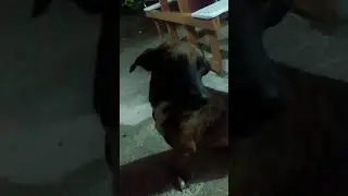 Cadela solineuza soninho Aracruz sapolandia