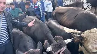 21 сентября 2023 г АНДИЖОН АСАКА УЗБЕКИСТОН МОЛ БОЗОРИ НАРХЛАРИ ANDIJON ASAKA ÒBEKISTON MOL BOZORI