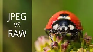 JPEG vs RAW vs Uncompressed RAW - What is better?
