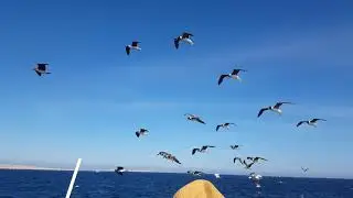 гунаби гунаби белииии