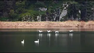 Swans fly freely over Pitt lake Pitt Meadows BC Canada || 4K Video