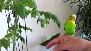 Badgie is playing on the arm