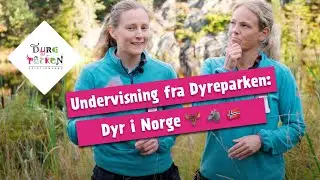 Undervisning fra Dyreparken: Dyr i Norge 🫎 🐺 🇳🇴