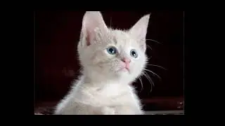 Annoying Cat Sounds | Relaxation or Frustration