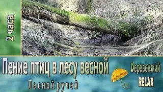 Singing of birds in the forest in the spring ✿ Forest streams ✿ 2 hours ✿ Derevensky RELAX