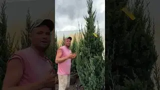 Trautman Juniper | It’s Worth a Grow