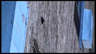 Bat lands next to my balcony