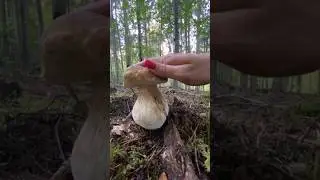 Mushrooms 2024 Eastern Europe 