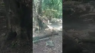 Dangerous lion