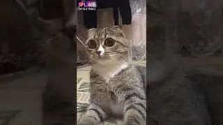 Мама сшила мне штаны