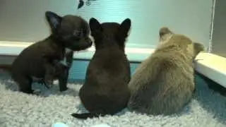 Puppy Gives The Stink Eye