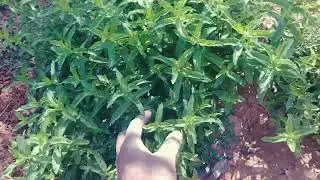 ☀️ أي نوع نعناع يتحمّل حر الصحراء؟ شاهد قبل أن تزرع