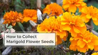 How to collect marigold flower seeds