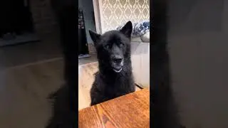 Wolfdog Gul'dan at his favorite activity 😃