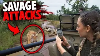 The Most SAVAGE Tiger Attacks MARATHON!