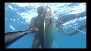 Orkinos 25 Kg - Tuna 25 Kg