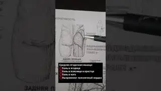 Средняя ягодичная мышца.Боль в ягодице и пояснице