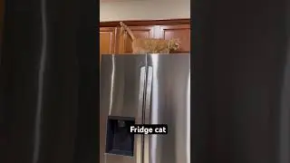 #kittypets #cat #catlover #kittys #kitten #cute #ourcat #kittycat #pets #petlover
