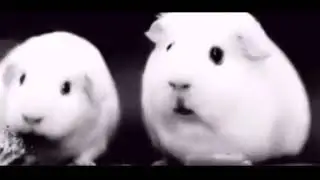 Мем с хомяком, из тик-тока!!!