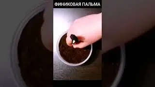 Финиковая пальма/date palm 🌴 #финик #пальма #садовод