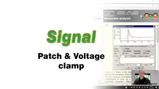 Signal Patch and Voltage clamp 2021