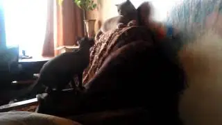 Прикол Каратэ - котэ