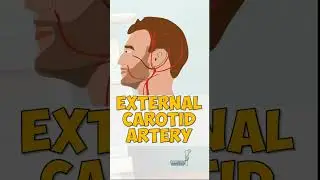 The External Carotid Artery #anatomy #education