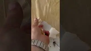 Peeling wallpaper