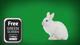 green screen rabbit walking | rabbit animation green screen | rabbit green screen video