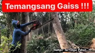 Tebang Pohon Sengon Hampir Tertimpa Pohonnya #stihl