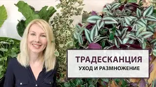 Tradescantia – care and propagation